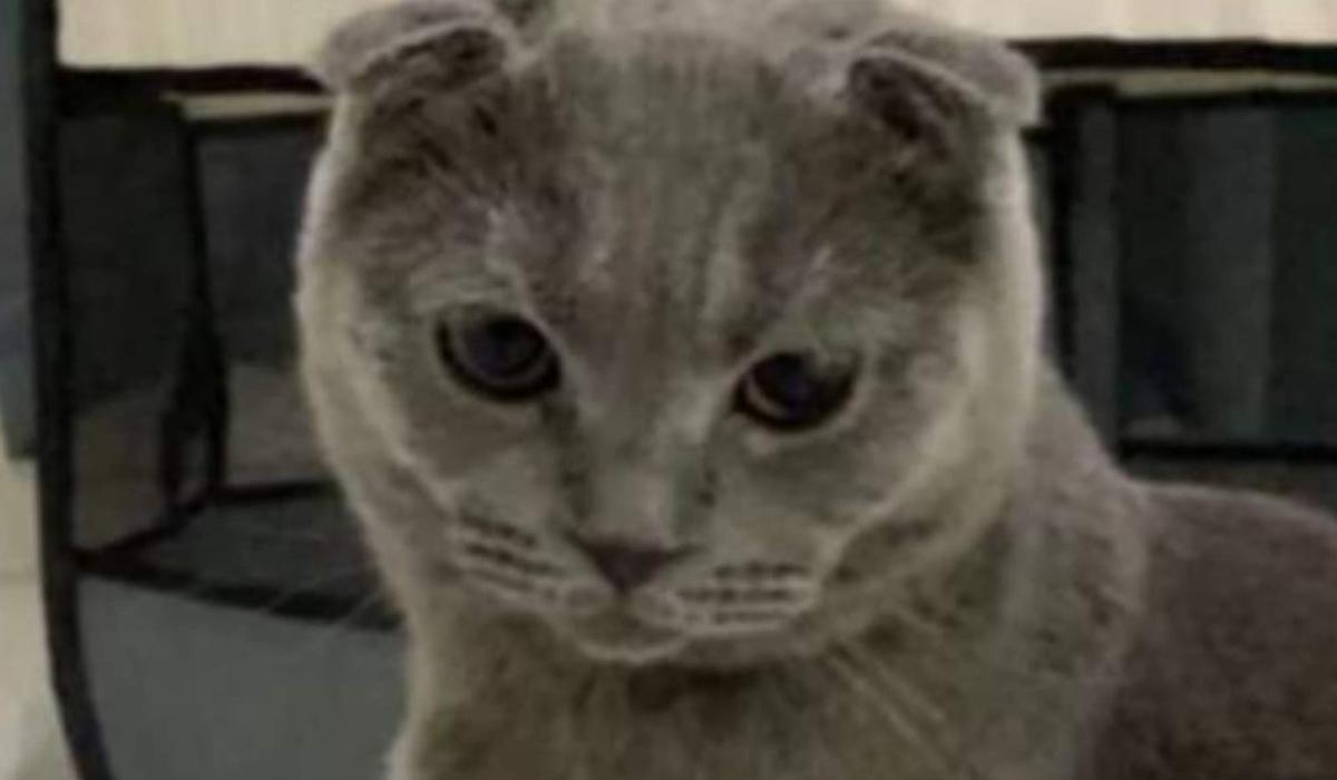 cat